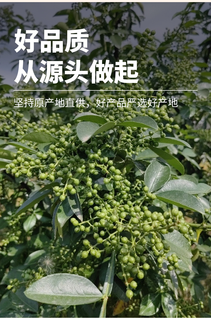 Dried Green Sichuan Peppercorn (Zanthoxylum armatum) — Whole Green Hua Jiao for Culinary Use key features