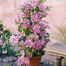 FɏNѻFɏN̨ͥԺԮٷNӱʺ