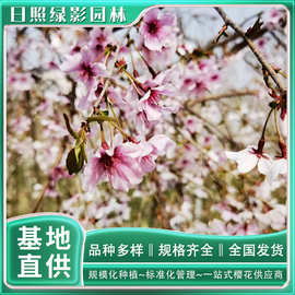 5公分富士枝垂樱花苗哪里有卖 山东樱花园林直销 富士枝垂樱