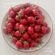 番茄水果假圣女果模型小西红柿橱柜店铺展示拍摄道具其他