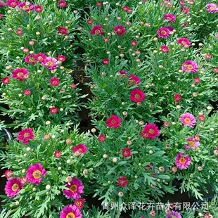 �������ػ������� �@�ֵ�·�G���ݻ� ɽ�|�������lͥԺ��ľ����