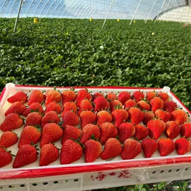 番薯类;柑桔;苹果