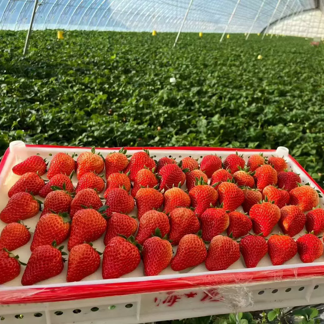 【蟹蟹】正宗丹东九九草莓久久莓果红颜产地直发新鲜水果批发代发