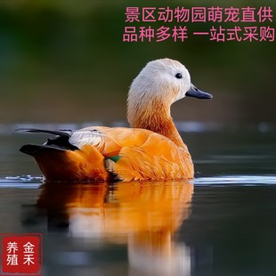 �^�pˮ��Ʒ�N���� �W�t���������w�r������Xһֻ �������Bֳ��
