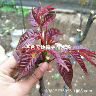 Authentic Red Oil Toon Tree, Four-Season Dwarf Potted Plant, Spring Bud Edible Toon Sapling, Planted in the South and North