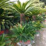 福建铁树基地 浙江多头铁树批发上海铁树盆景价格植物