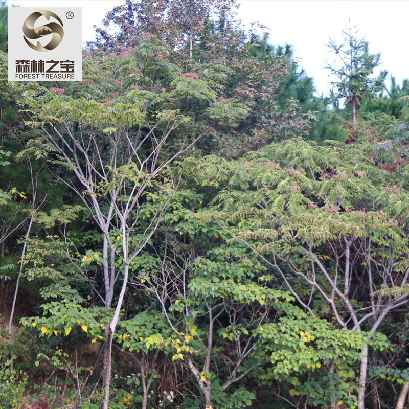 野生食茱萸冻干 500g花椒卤味火锅香料调料当年新货源头直供