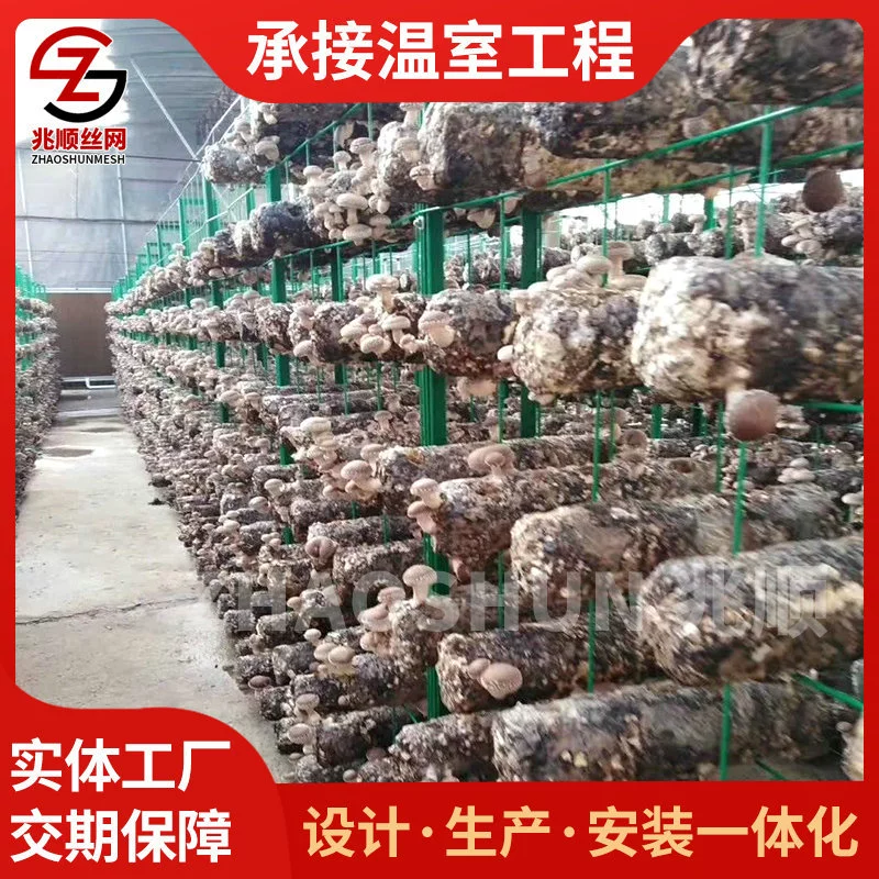 Pleurotus eryngii из грибной сетки съедобное выращивание грибной сетки