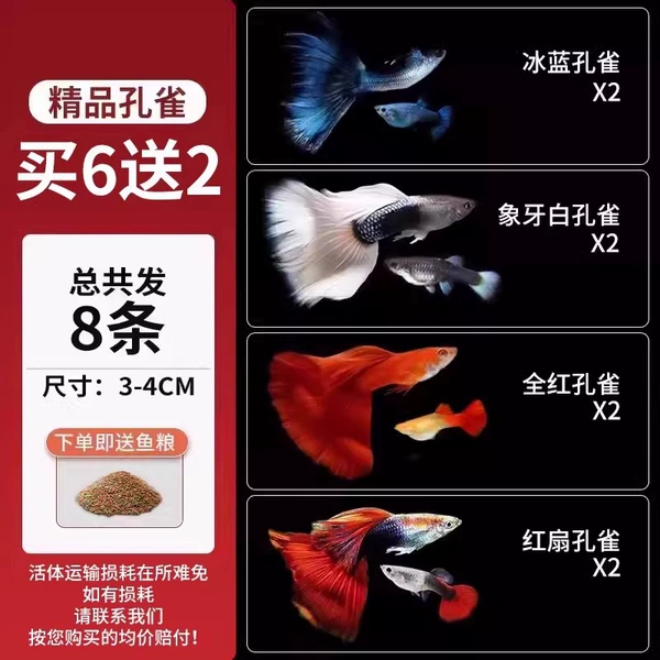 [3-4cm] 3 pairs of premium guppies get 1 pair free, 8 pieces in total