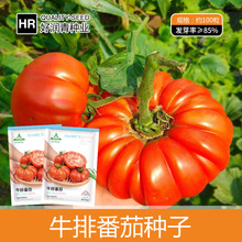 厂家批发牛排番茄种子马蹄西红柿种籽马提尔柿子水果南瓜番茄菜种