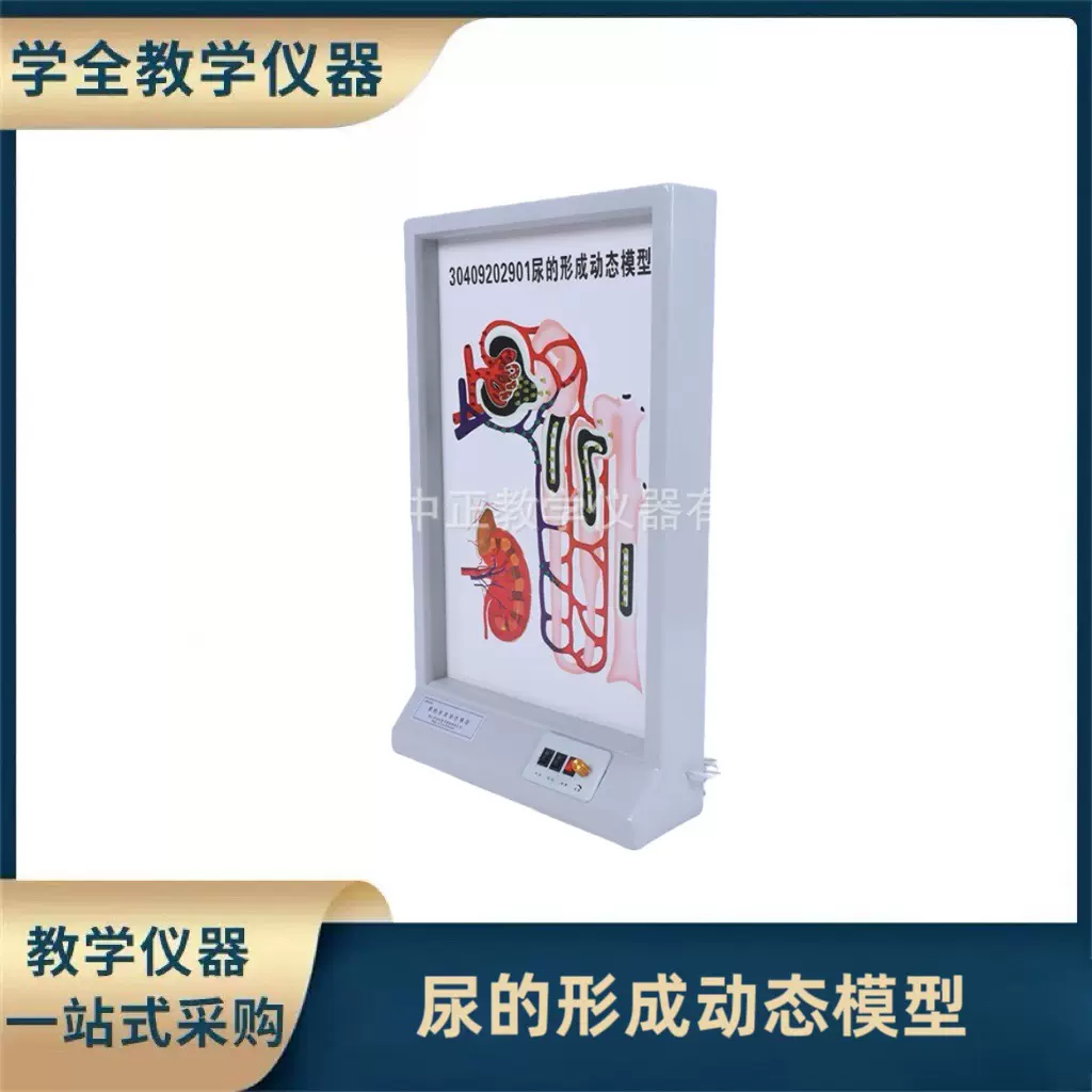 人体尿的形成动态模型演示器初高中生物教学器材生物模型教学仪器