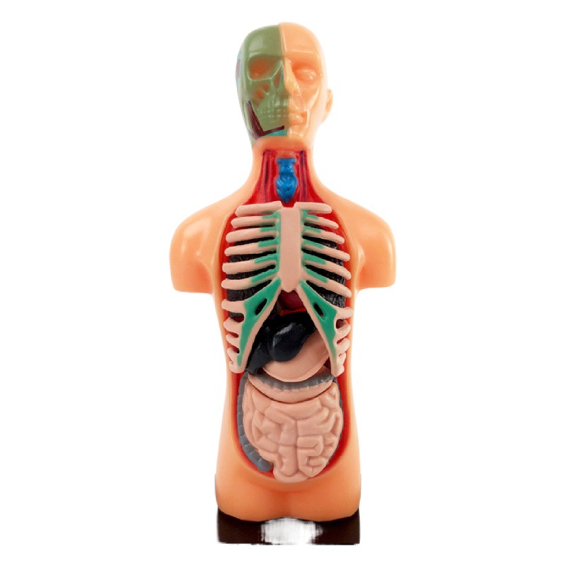 Juguetes educativos para niños educación de iluminación Conjunto de órganos del tallo del esqueleto humano modelo de medio cuerpo material didáctico transfronterizo al por mayor