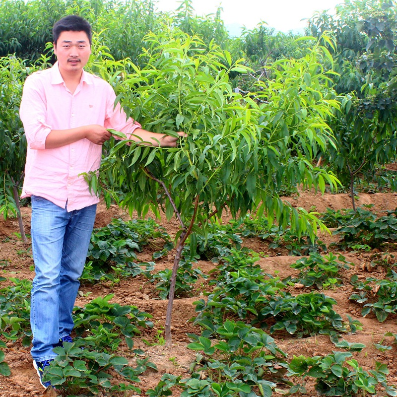 桃树果苗黄桃鹰嘴桃油桃冬桃盆栽地栽嫁接苗南方北方种植当年结果