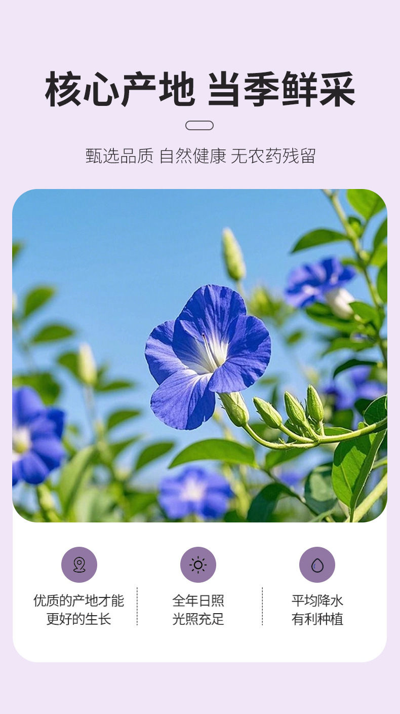Dried Butterfly Pea Flowers Die Dou Hua Whole Blue Blossoms for Tea Drinks and Natural Food Coloring 500g quality and texture