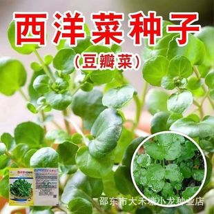 ����˷N�Ӷ���˷N�Ӵ���NֲҰ������ˮ���߲��̨ͥԺ��˷N��