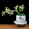 Phnom Penh June Snow Attached Stone Stone Bonsai June June Snow Cliff Pot Popular Planted Smart Redflower Style Micro Bonsai