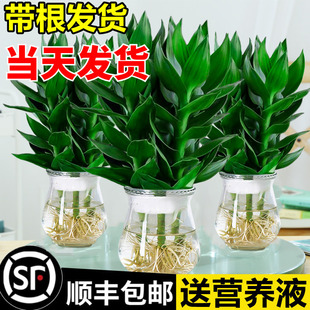 Guanyin Bamboo Rich Bamboo Hydroponic Plant with Roots Flowers Green Plant Golden Ge Indoor Potted Transfer Bamboo with Vase Good