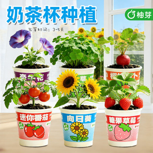 �����̲豭�Nֲ�׃��@ȫ����ͯ�Y��N��ֲ��С�W�������҃�С����