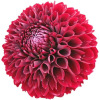 Dental petal big flower breeding balls are easy to live in four seasons, flowing, cold resistance, large petals, indoor and outbal balconies, perennial plants