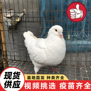 ��������������� ���B�����Ɍ��������w Ӗ���õľ��^�V�����r��