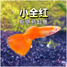 ����ȫ�t��ȸ�~��β��Ѫ�t���w�^�p�Ꭷ��ˮ�ݸ׾�Ʒ����ĸ�R�a