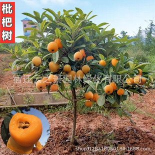 Seedless Loquat Saplings Grafted in Southern and Northern Courtyards, Fruit Saplings Planted in Pots, Large Loquat Saplings Bearing Fruit in the Same Year