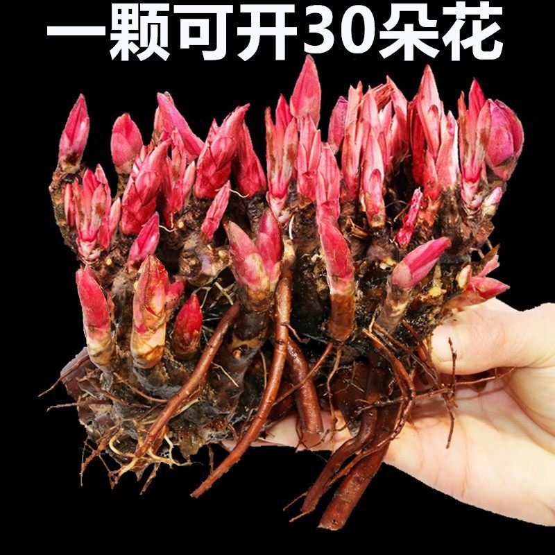 Double-Flowered Peony Flower Seedlings with Root Bulbs, Perennial Flowering Plants for Balcony Potting, Blooming Plants for the Garden, Hardy Flowers Double-Flowered Peony Flower Seedlings with Root Bulbs, Perennial Flowering Plants for Balcony Potting, Blooming Plants for the Garden, Hardy Flowers
