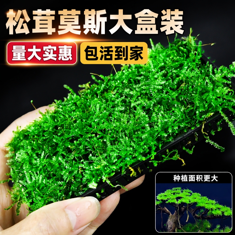 Moss, aquatic plants, and shiitake mushrooms – a moss box for aquarium landscaping, used as a decorative foreground plant and a shade-loving plant for moss trees