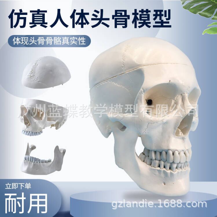 Simulación de enseñanza 1:1 cráneo grande natural espécimen cabeza anatomía simulación cráneo modelo de cráneo estándar