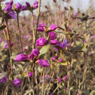 ӳɽ�t���N���� ���N���� ���NС��   ӳɽ�t���� ���NǤ����