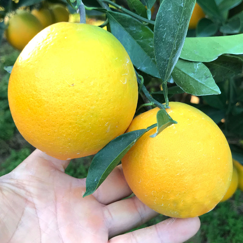 江西贛南臍橙5斤裝皮薄贛州尋烏甜臍橙新鮮水果現摘手剝橙子批發