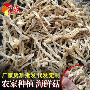 ��؛�����o�����_�㺣�r�� �Ҝ�����δ�_�㺣�r���������зζ��