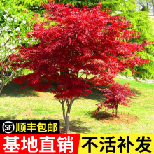 一件代发日本红枫树苗枫树红舞姬盆栽美国中国三季红盆景风景树庭