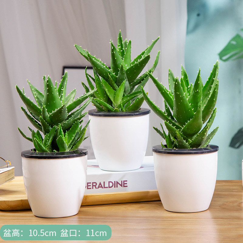 3 pots of aloe vera in the city that never sleeps [lazy pot] comes with fertilizer