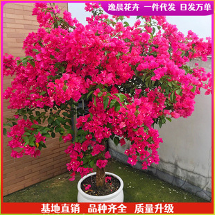 �ذ�t����÷���Ԏ�������÷���ڻ�Ʒ�N�����Ϙ��҃Ȼ���ֲ���ļ�