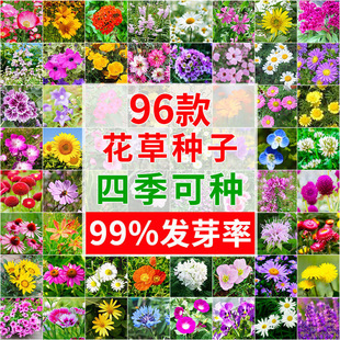 Wildflower Combination Four-Season Flowering Flower Seeds Outdoor Courtyard Easy-To-Grow Home Gardening Project Landscape Flower Seeds