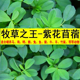 盆栽;种子;园林果树