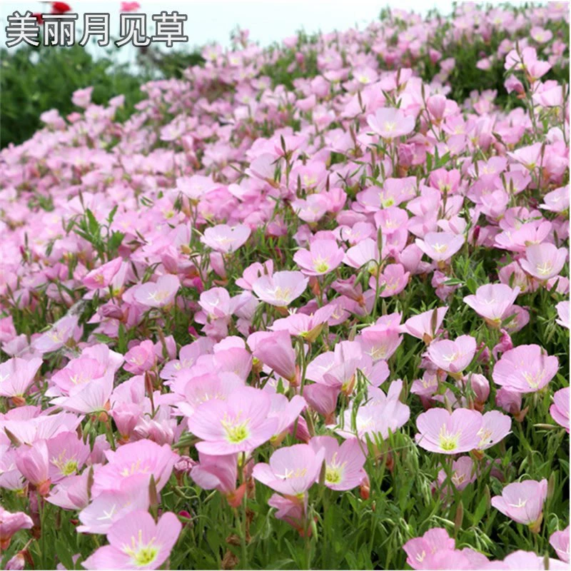 [Пейзаж Цветочное производство моря] Красивые семена амаранта Розовые цветы в течение многих лет