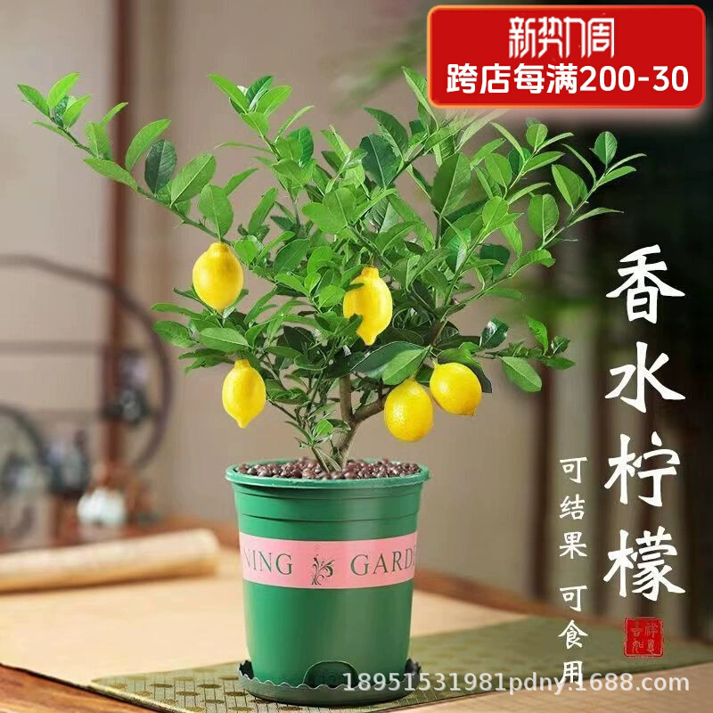 香水柠檬树苗盆栽地栽四季结果无核青柠檬苗室内庭院种植当年结果