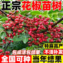 花椒树苗九叶青花椒大红袍花椒果苗果树地栽盆栽带土带叶当年结果