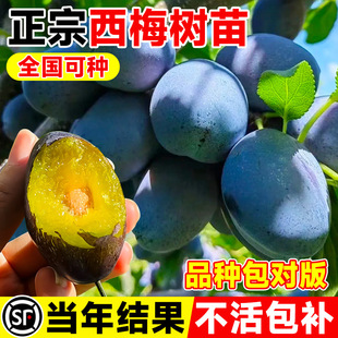 ��÷�������Ә������������Ե��Ժڲ�����Ʒ�N�ش�̖�ϱ����Nֲ