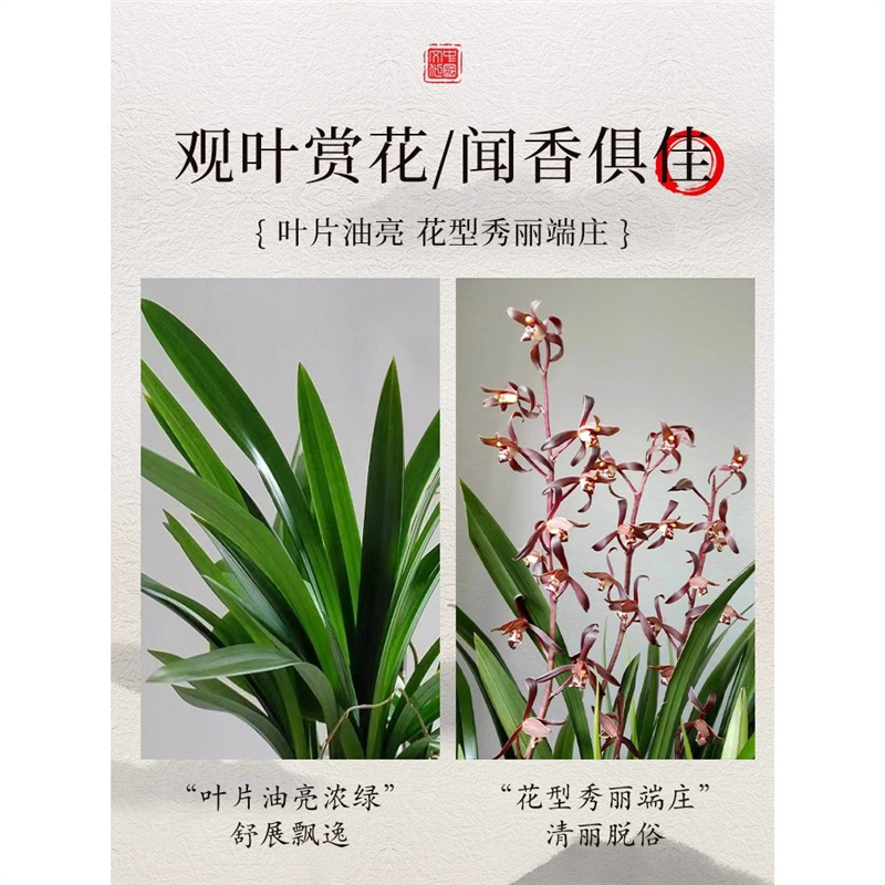 浓香兰花盆栽墨兰企黑报岁兰宽叶兰花苗素心白墨客厅阳台绿植花卉