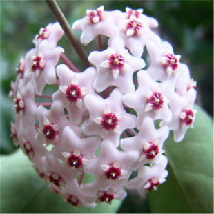 �����_�����m�ļ����m������Ԯֲ�����~�������m���������¿���]