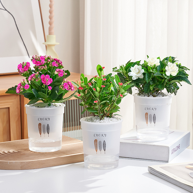 카멜리아 + 호호꽃 + 치자나무 (삼엽흡수대) + 영양액