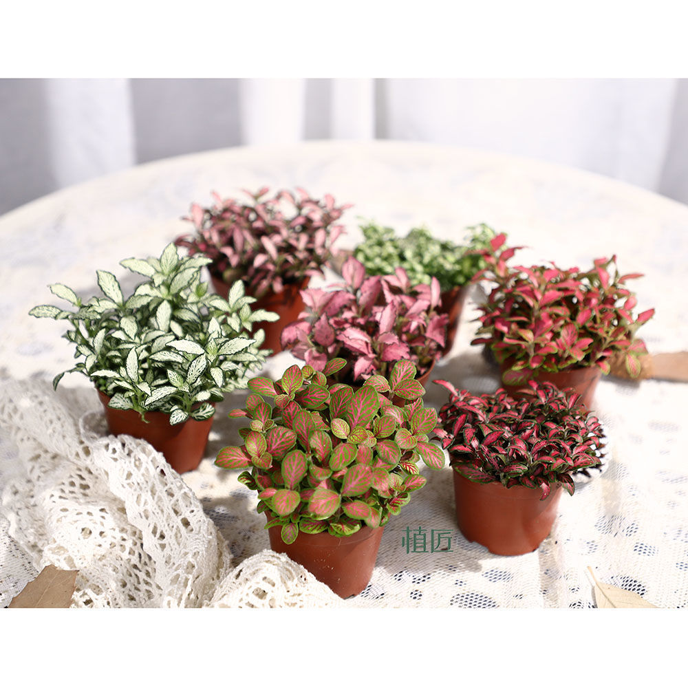 网纹草盆栽植物微景观室内雨林生态瓶桌面水陆缸造景迷你绿植盆景