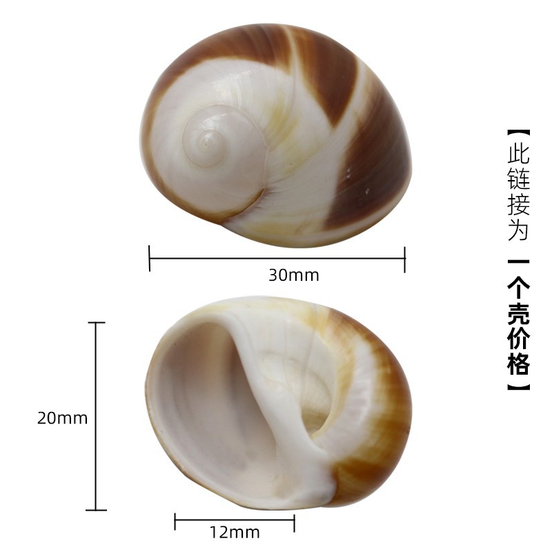 2-3cm 크랩에 적합한 X14 작은 검은 고양이 눈 달팽이