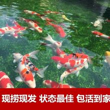 批发海水观赏鱼 批发海水观赏鱼品牌 图片 价格 批发海水观赏鱼批发 阿里巴巴