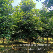 ���l��z�ľ���� ���Ͻ�z�С�� ͥԺ���G��ľ Ҏ���Rȫ