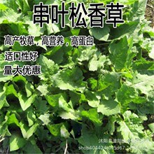 串叶松香草种子香槟草牧草多年生猪牛羊鹅畜禽华夏神牧草种子
