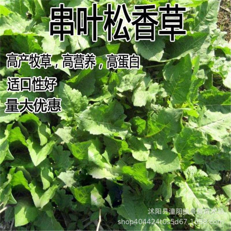 串叶松香草种子香槟草牧草多年生猪牛羊鹅畜禽华夏神牧草种子